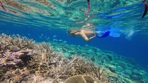 Snorkeling in Maldives Corals